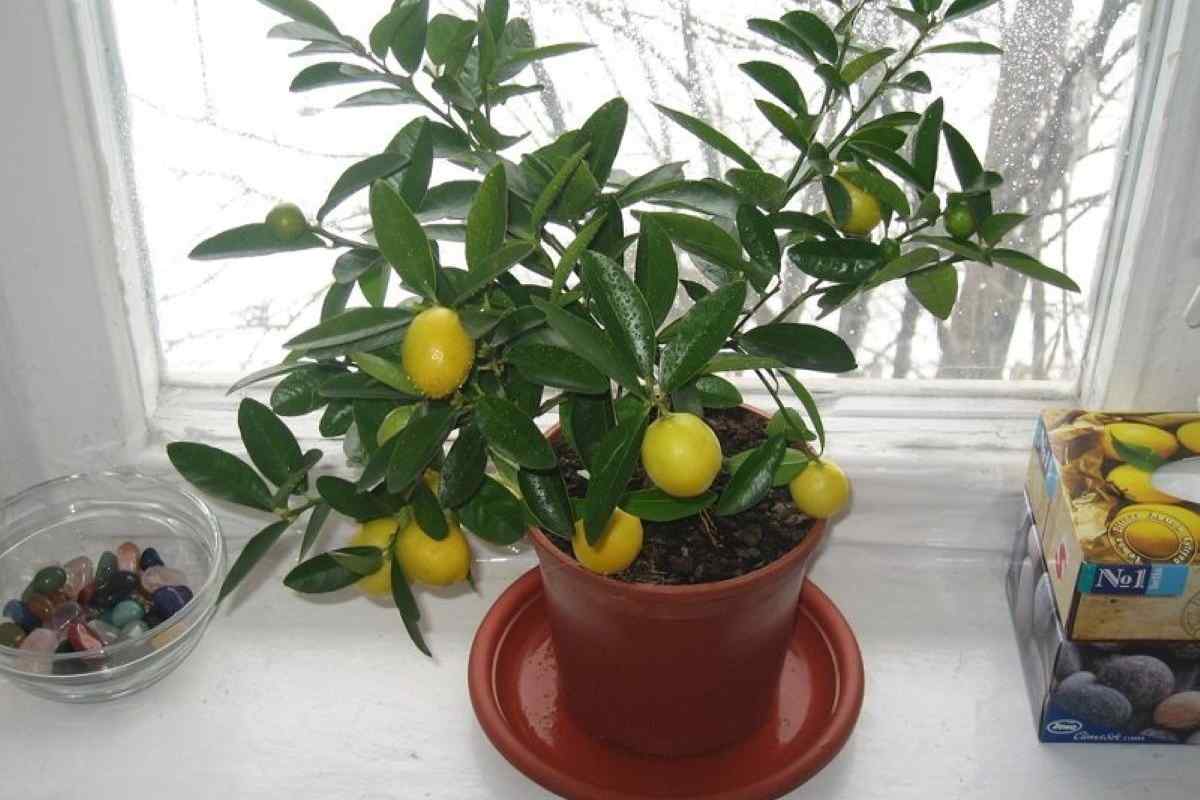 Як і коли прищеплювати лимонне дерево