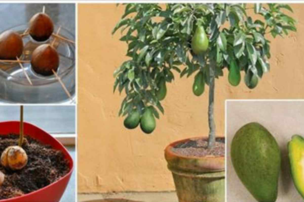 Як виростити авокадо в будинку