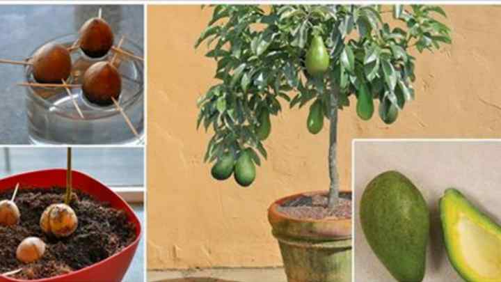 Як виростити авокадо в будинку