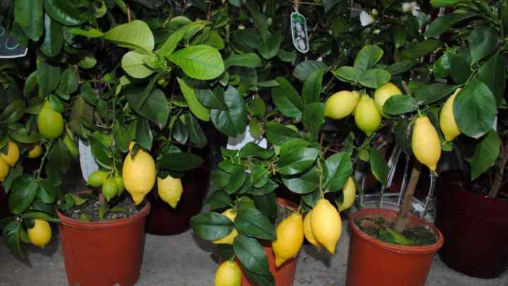 Як виростити лимон з кісточки будинку