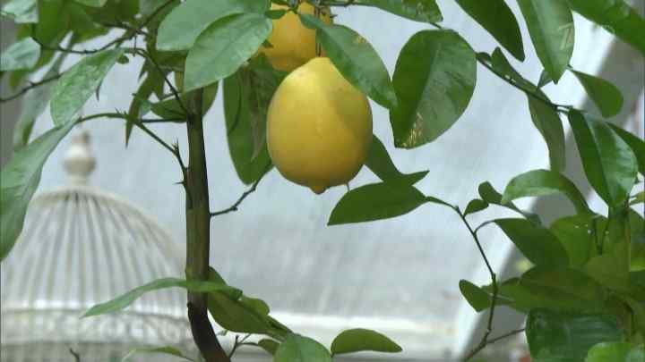 Як виростити плодоносний лимон з кісточки