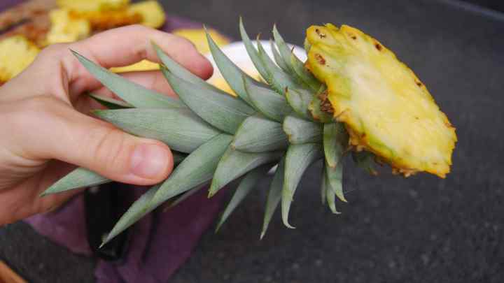 Як виростити ананас із насіння