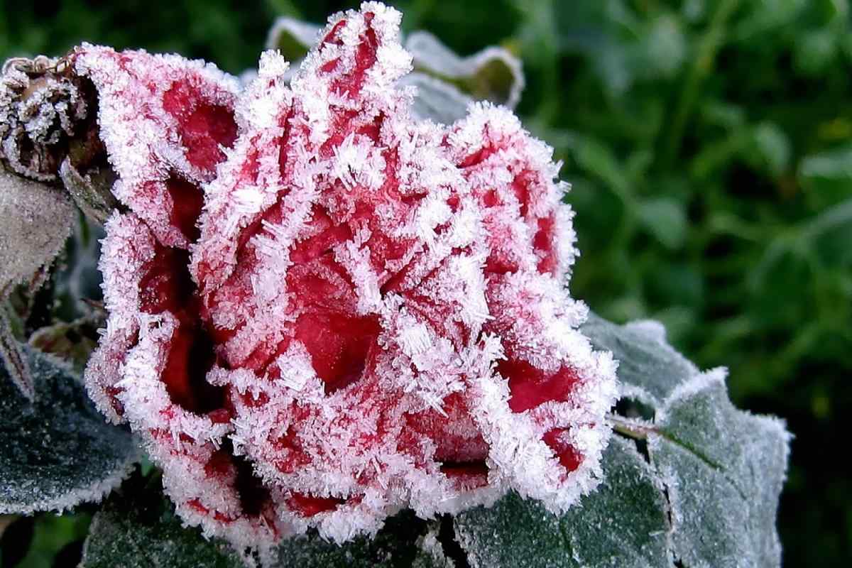 Як врятувати замерзлі квіти