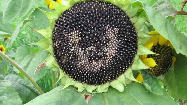 Як виростити соняшник з насінням будинку