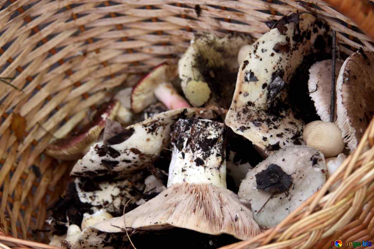 Як збирати гриби грузді