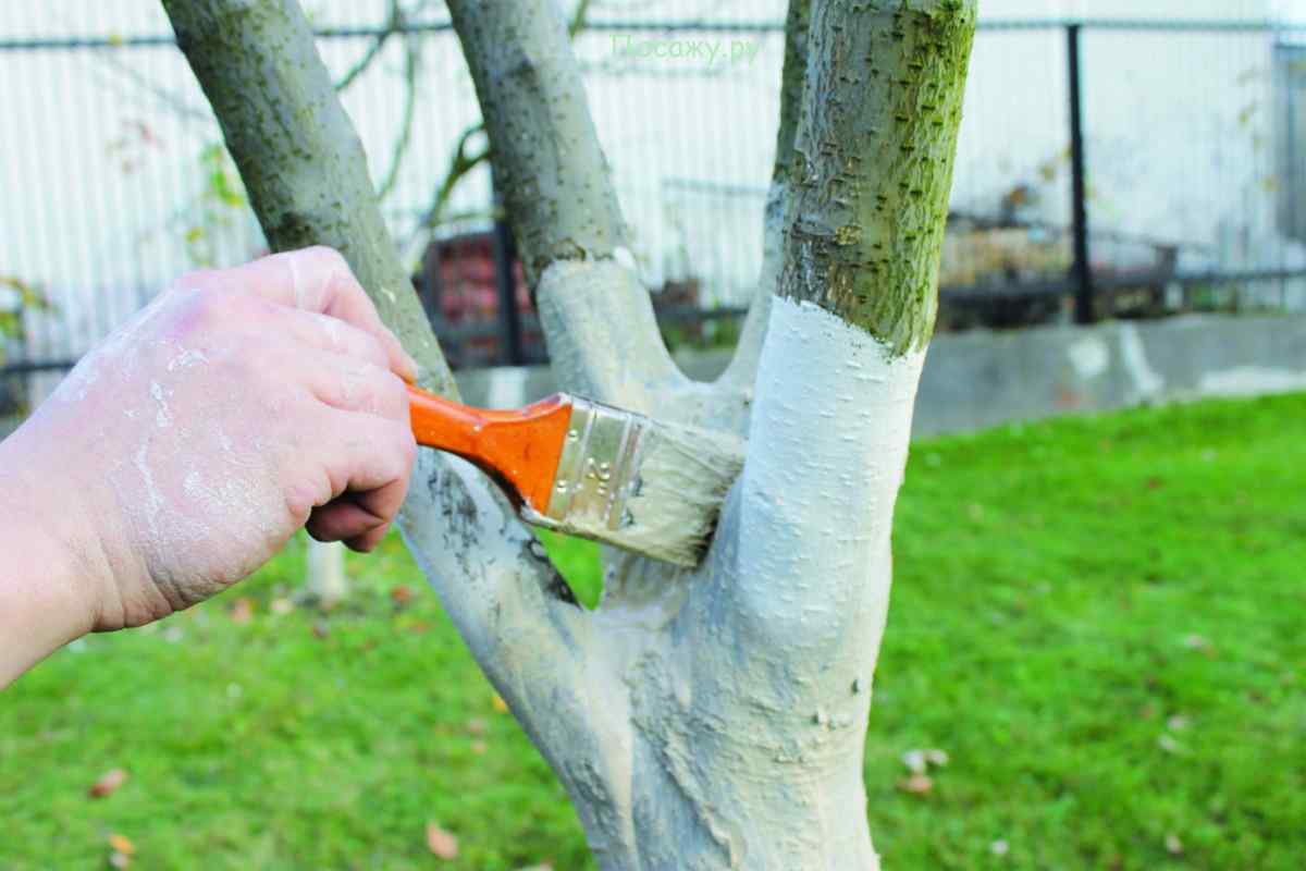 Як побілити дерева