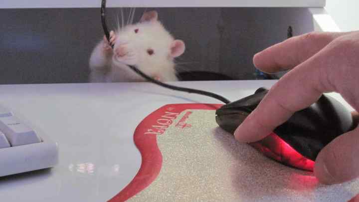 Чому не працює миша