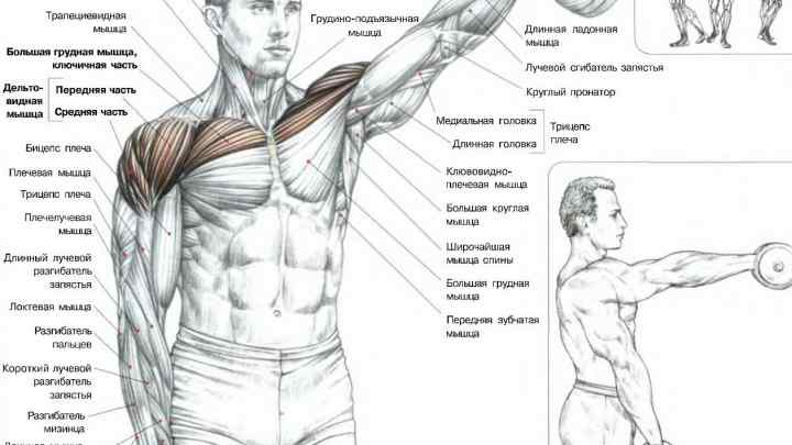Як прокачати м 'язи грудей