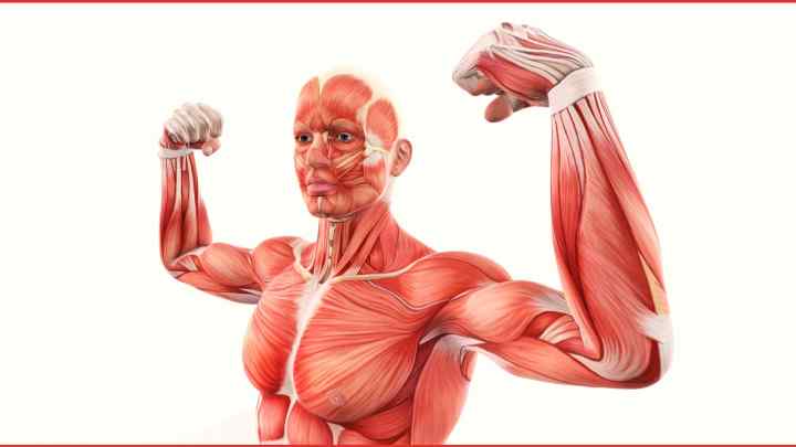 Як швидко ростуть м 'язи?