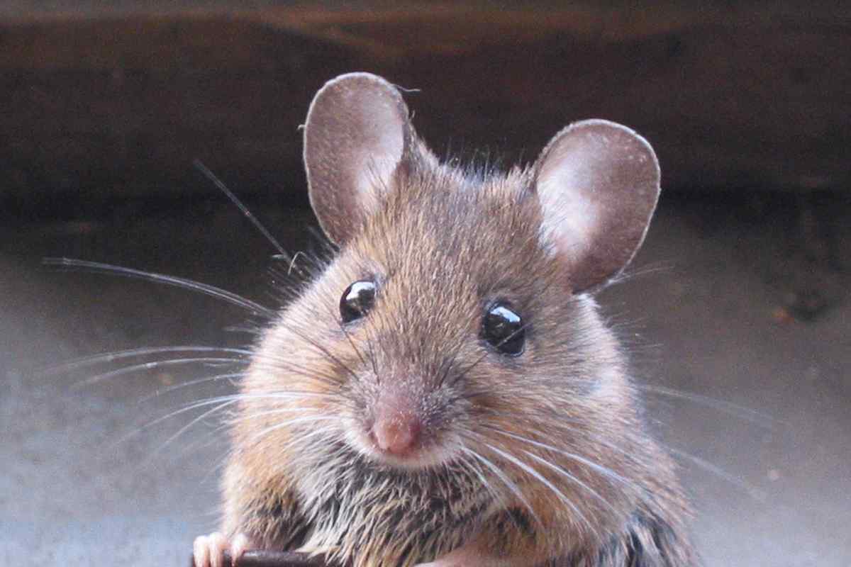 Як змінити чутливість миші