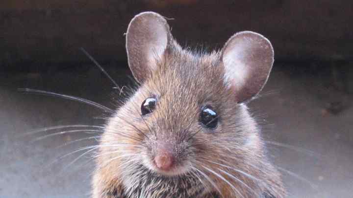 Як змінити чутливість миші