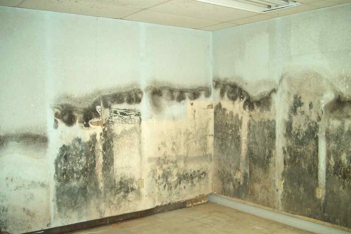 Як знищити грибок на стінах