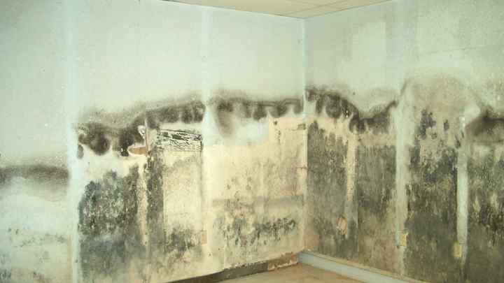 Як знищити грибок на стінах