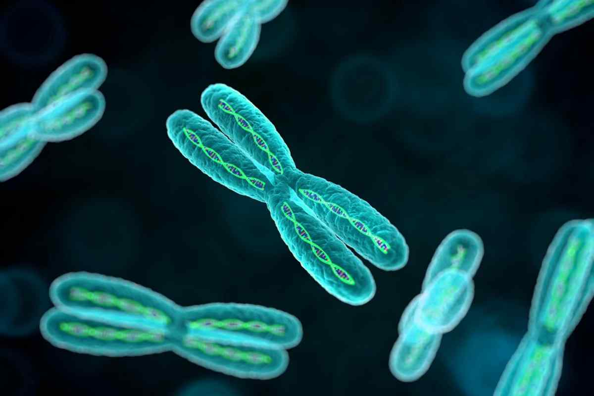 Що таке диплоїдний набір хромосом
