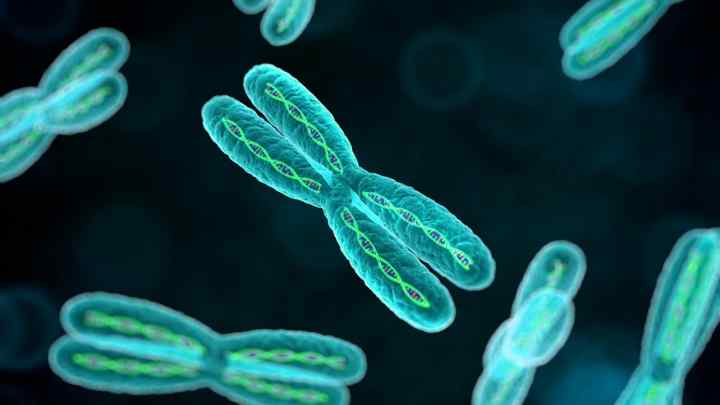 Що таке диплоїдний набір хромосом