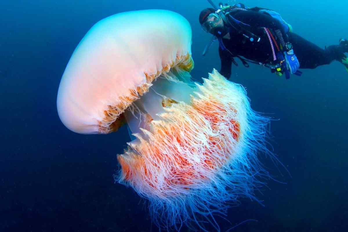 Який розмір має найбільша медуза