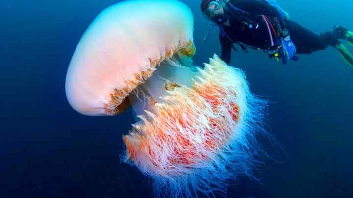 Який розмір має найбільша медуза