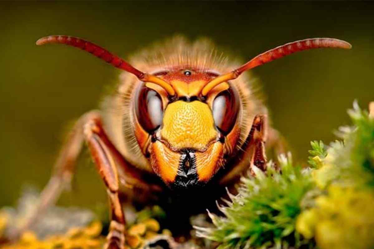 Найнебезпечніші для людини комахи