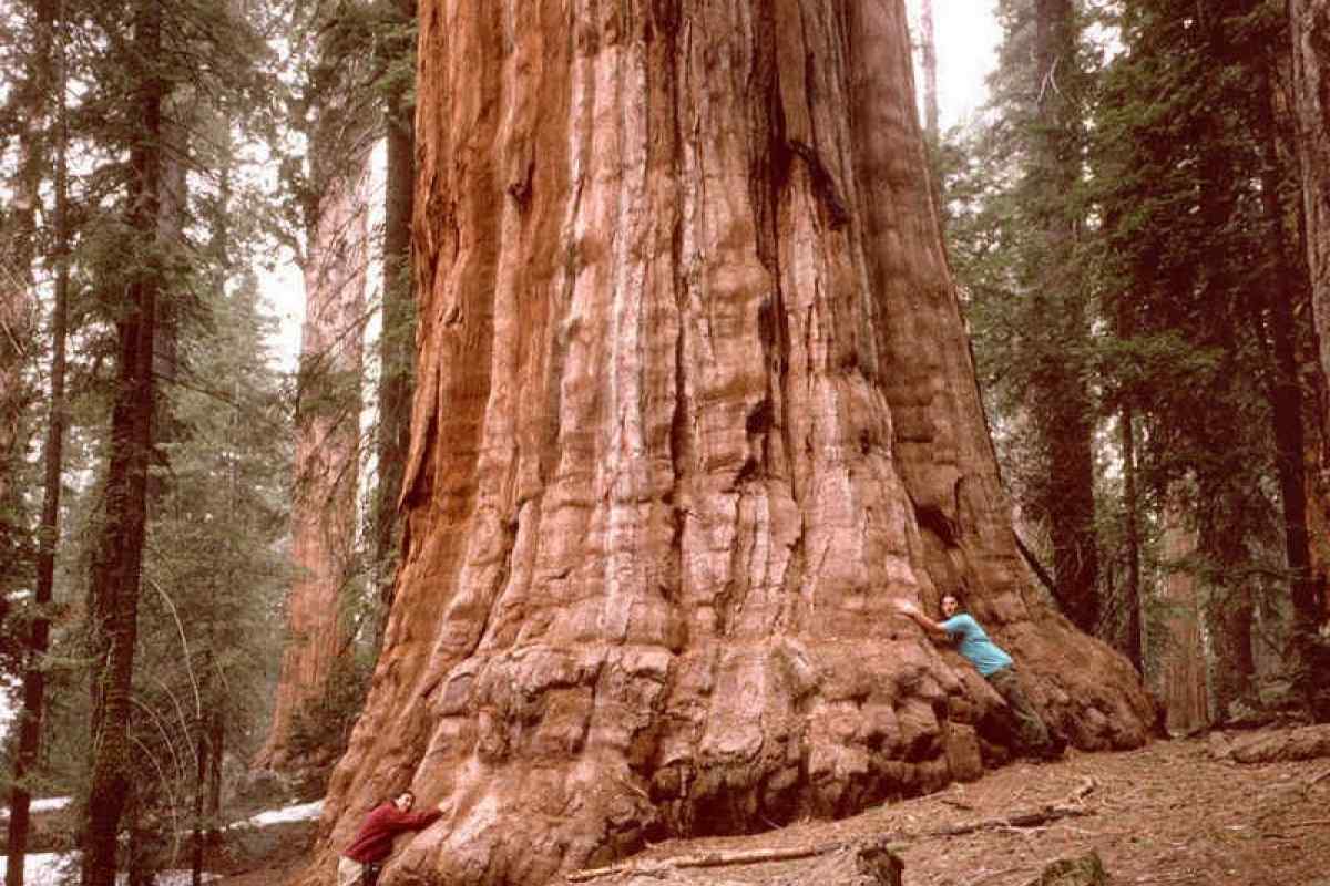 Самое высокое дерево на земле природная зона. Секвойя дерево. Калифорнийская Секвойя Гиперион. Секвойя дерево Гиперион. Американская Секвойя Гиперион.