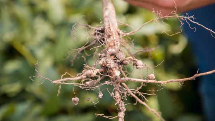 Які бувають кореневі системи рослин