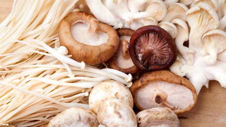 Різновиди грибів та їхні корисні властивості
