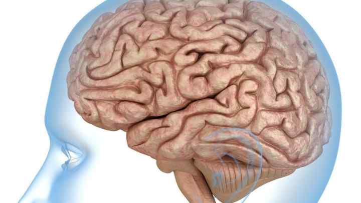 Як працює мозок людини