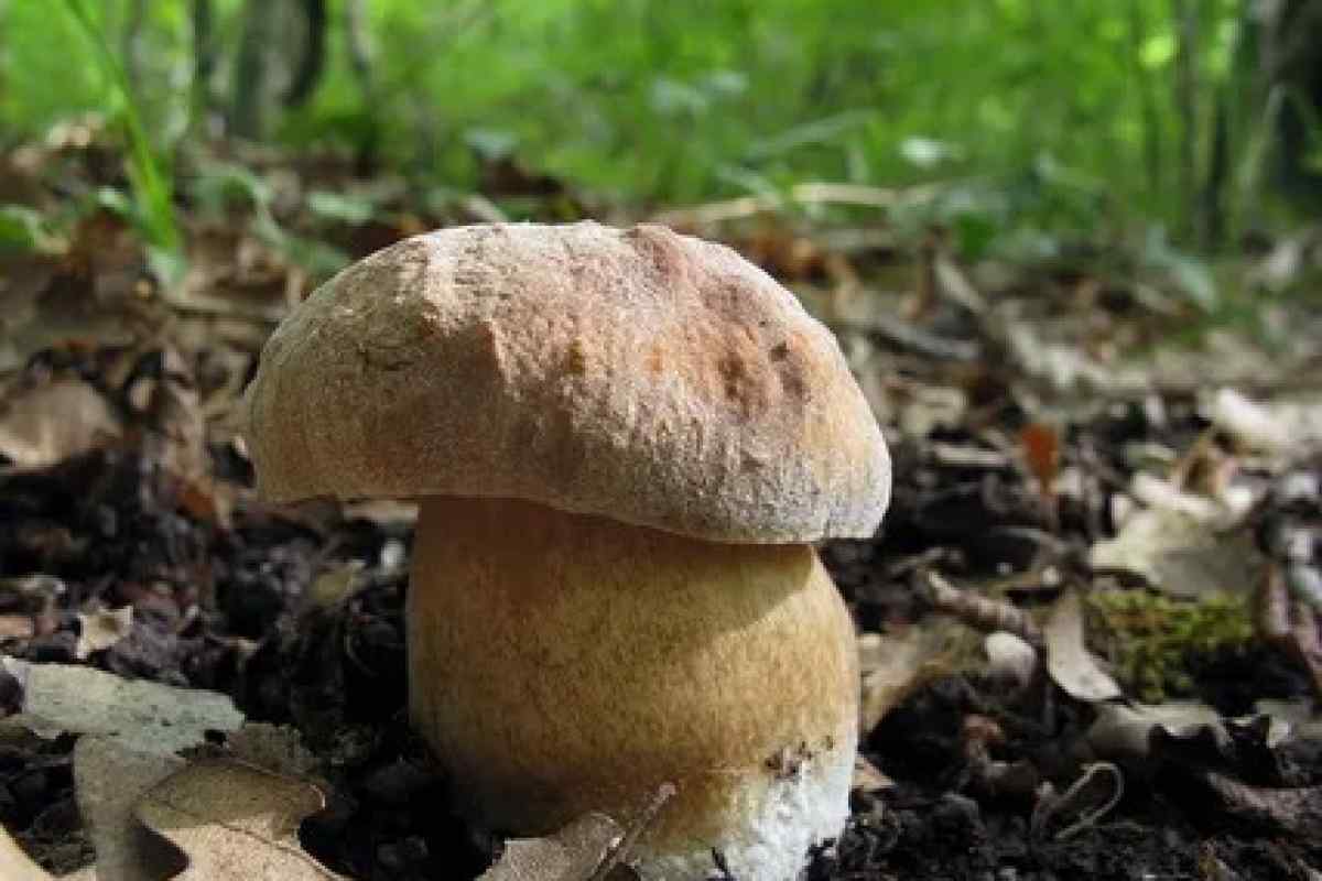 Як росте білий гриб