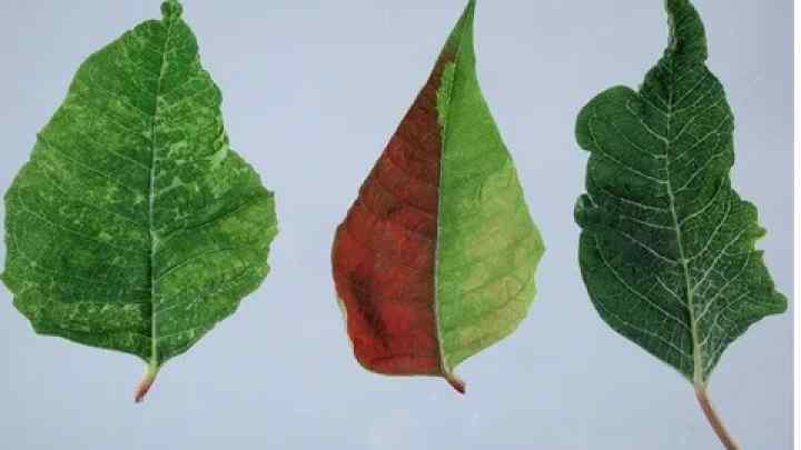Як видозмінюються листя