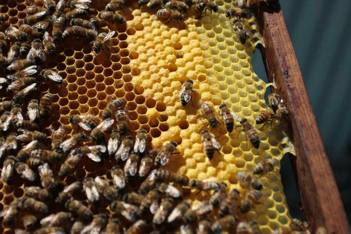 З чого почати бджільництво