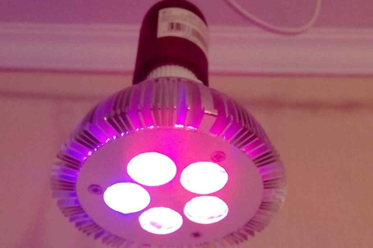 Лампи для кімнатних кольорів: для чого потрібні, як застосовувати і як вибрати