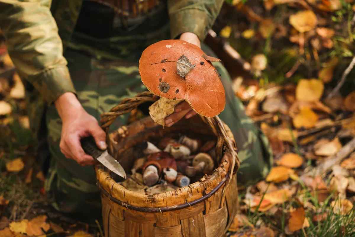 Як правильно збирати гриби