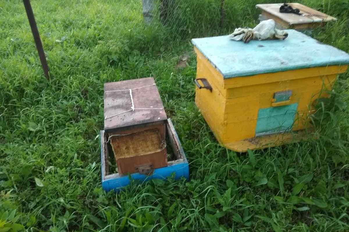 Як поставити пастку на бджіл
