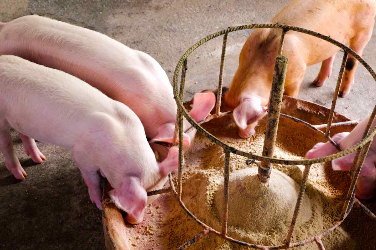 Як відгодувати свиню