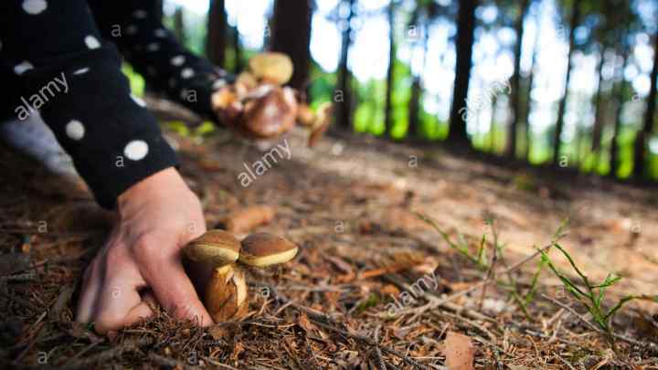 Як правильно збирати гриби в лісі самостійно