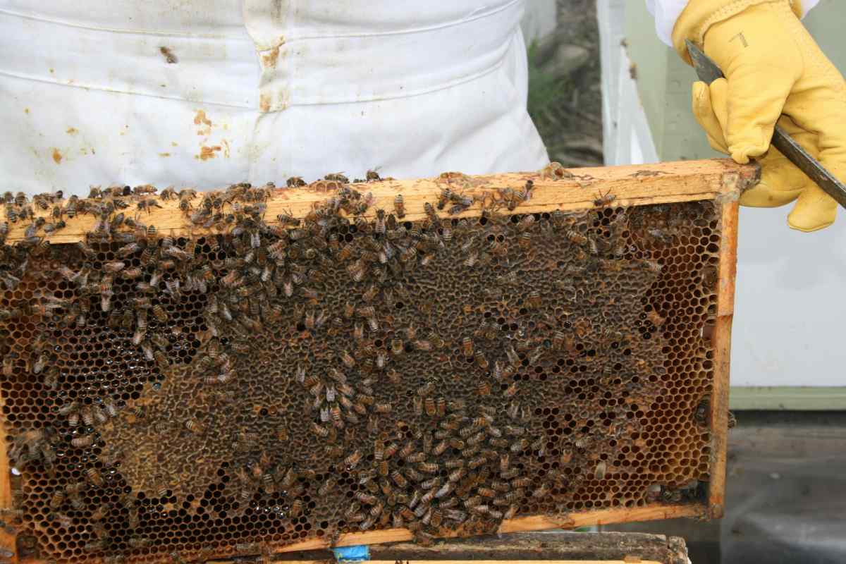 Як перевозити бджіл