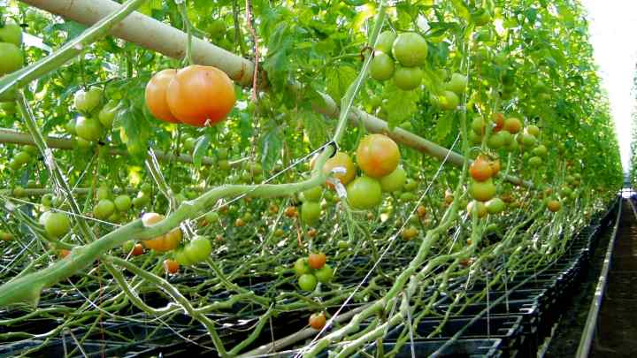 Як виростити помідори вдома
