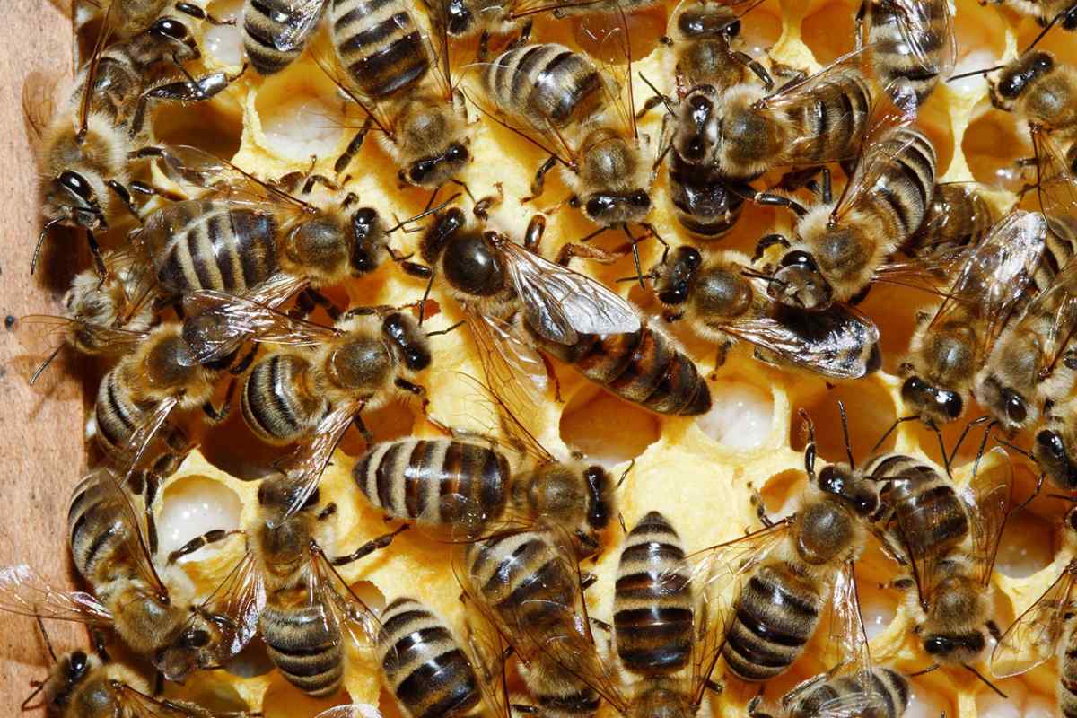 Все про бджоломатки: характеристика, види, висновок, етапи розвитку