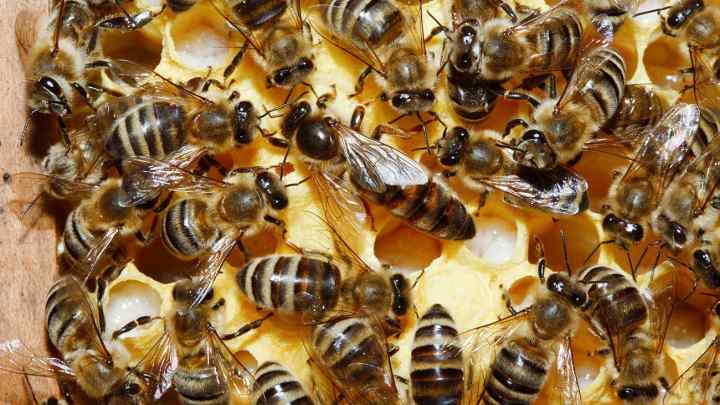 Все про бджоломатки: характеристика, види, висновок, етапи розвитку