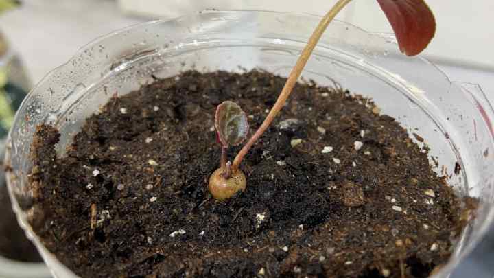 Як посадити насіння цикламену