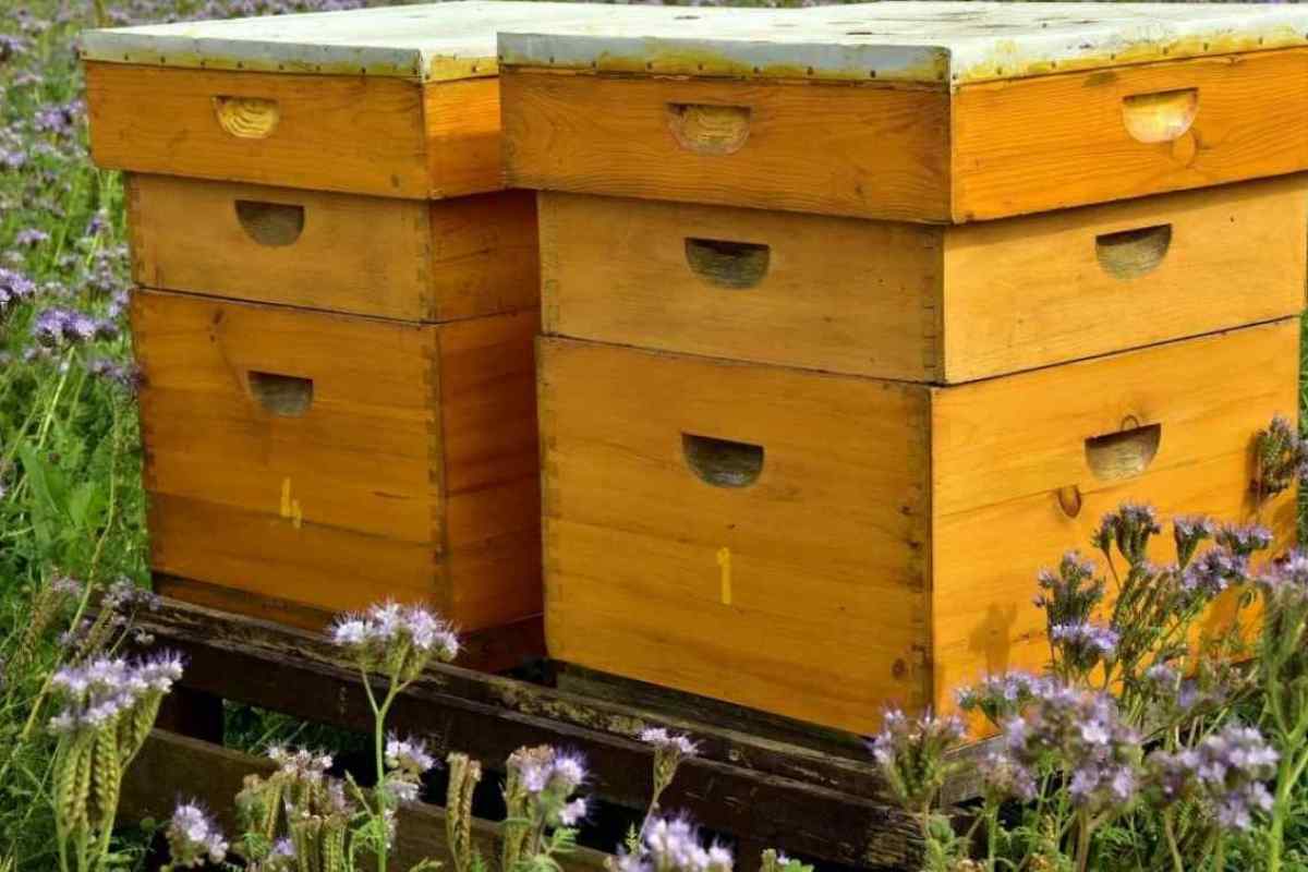 Як зробити відведення бджіл