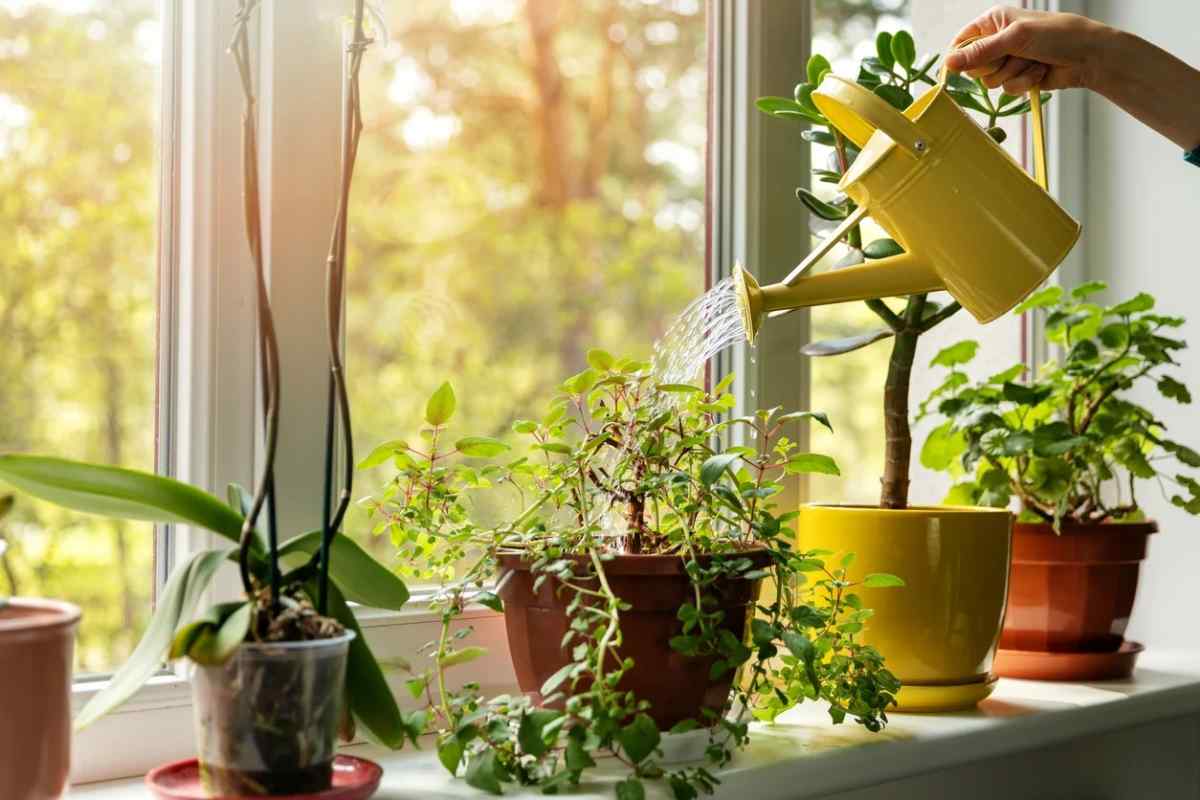 Як правильно доглядати за кімнатними рослинами взимку