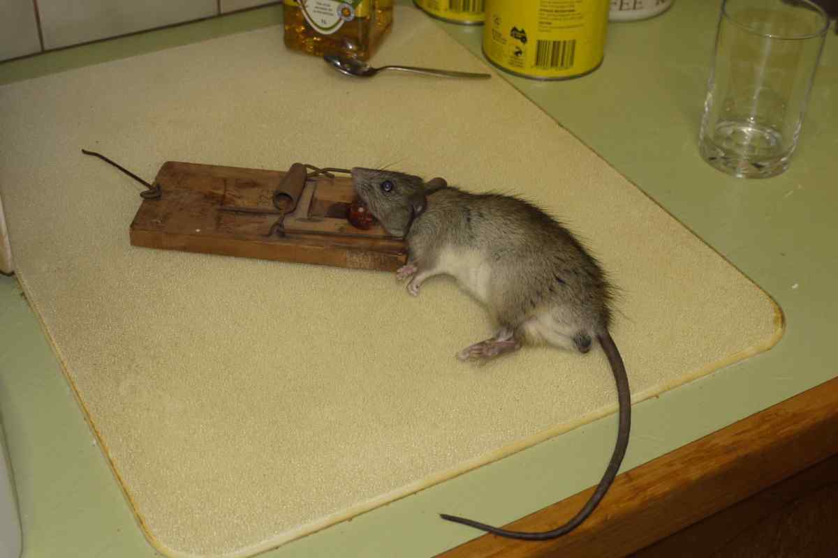 Як вивести мишей