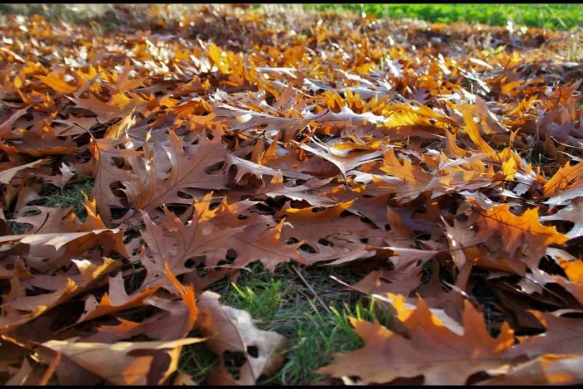 Чому у товстянки опадають листя