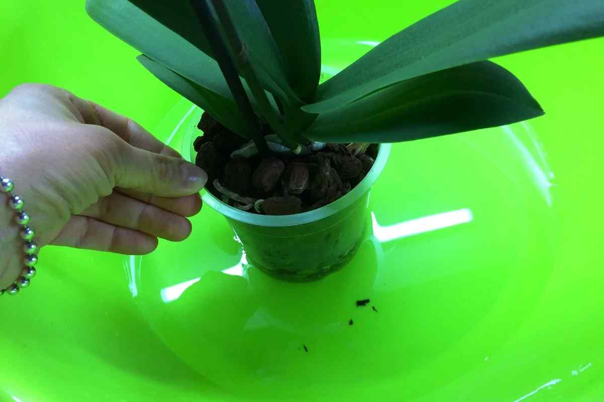Як часто потрібно поливати орхідею?