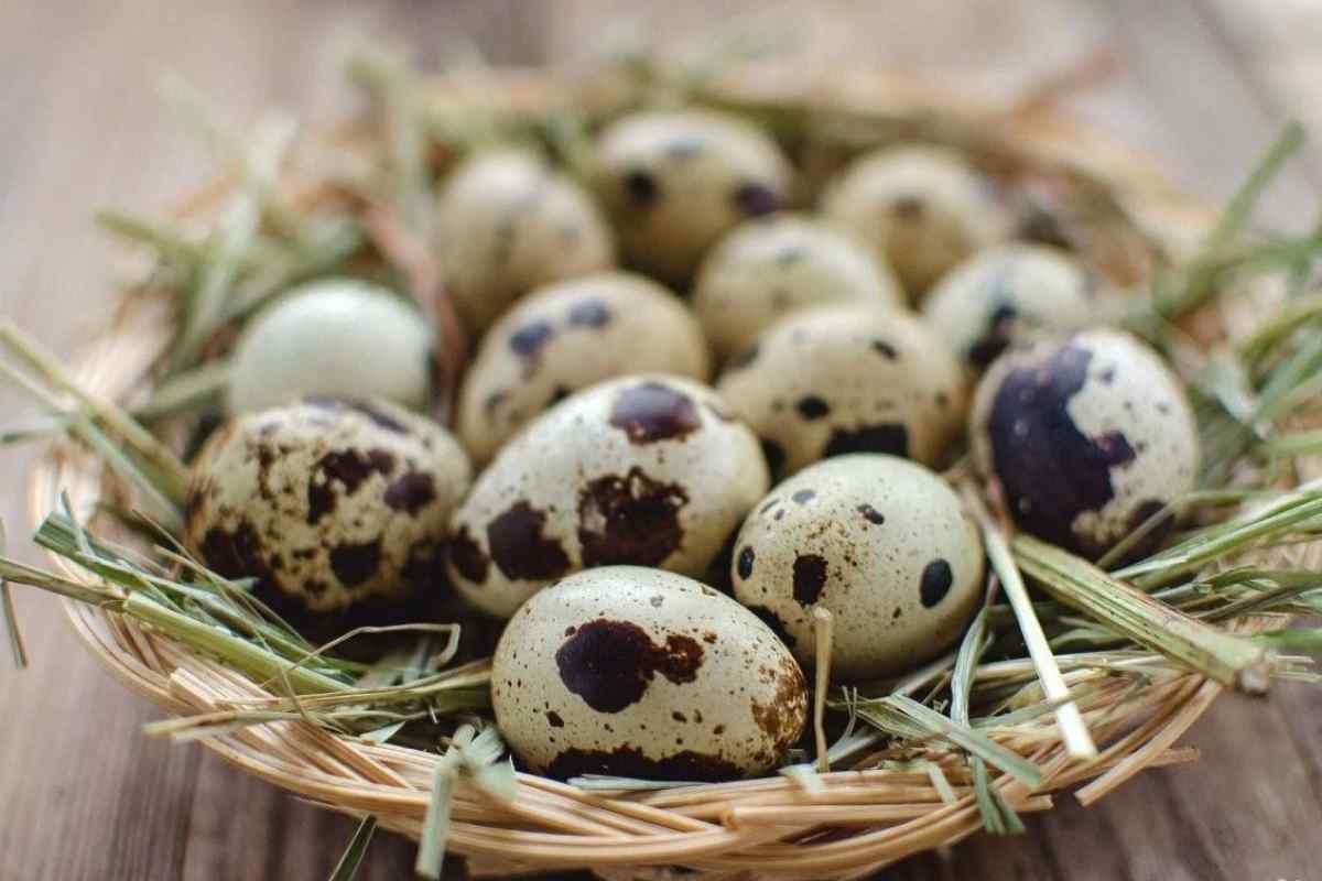 Чому дітям до року дають перепелині яйця