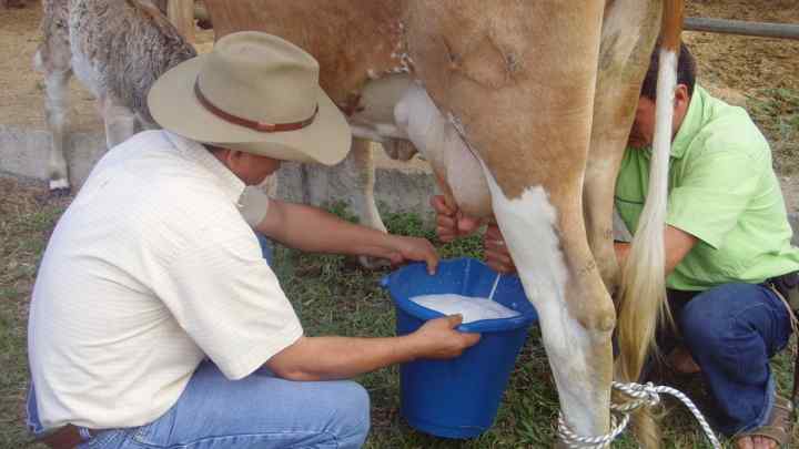 Як давати дитині коров 'яче молоко