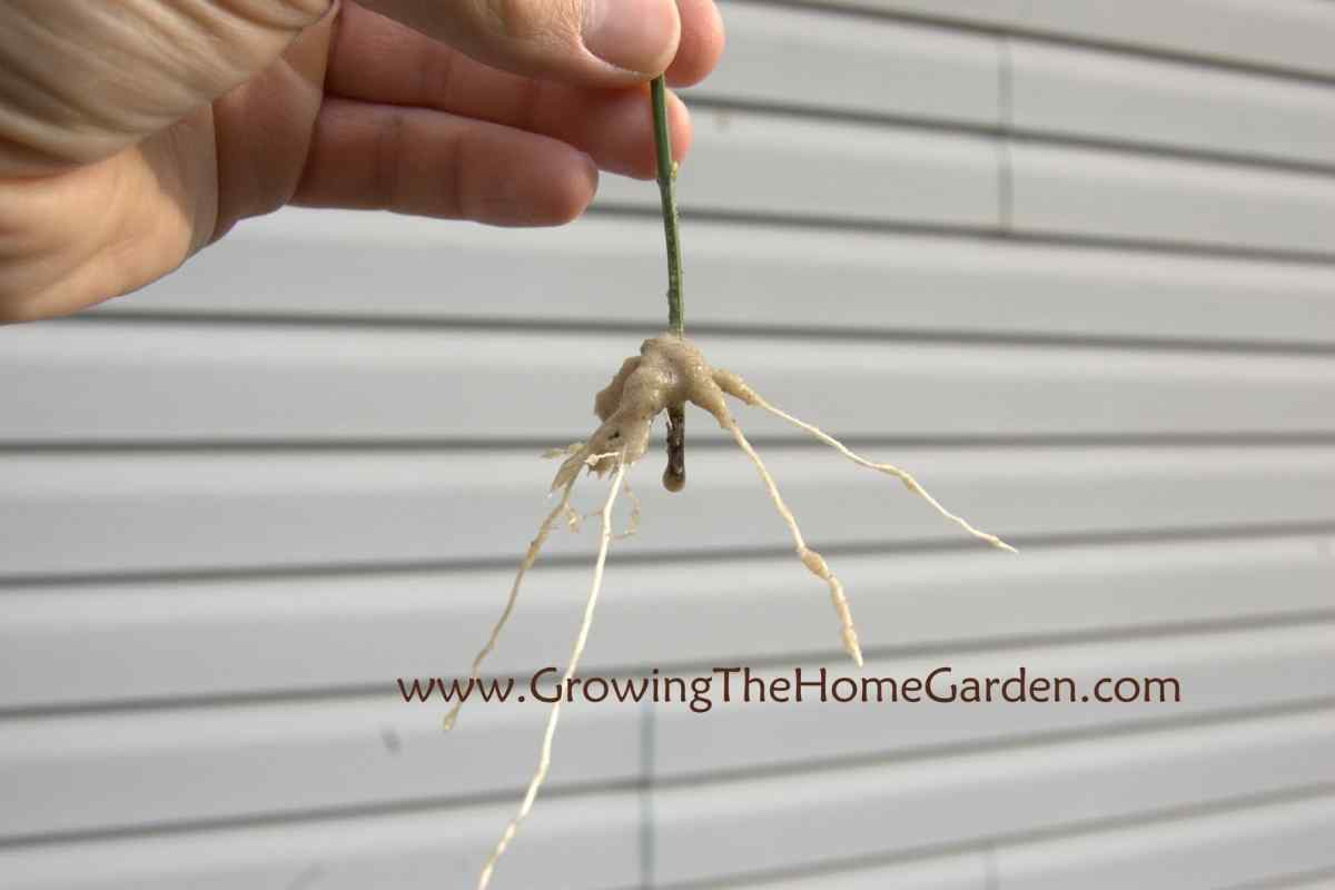 Як розмножити жасмин садовий черенками?