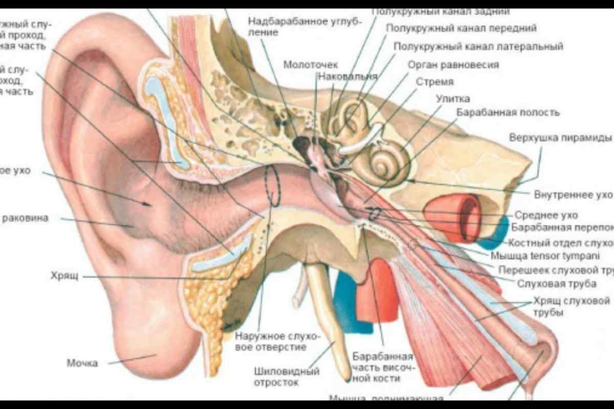 Анатомія вуха: будова, функції, фізіологічні особливості
