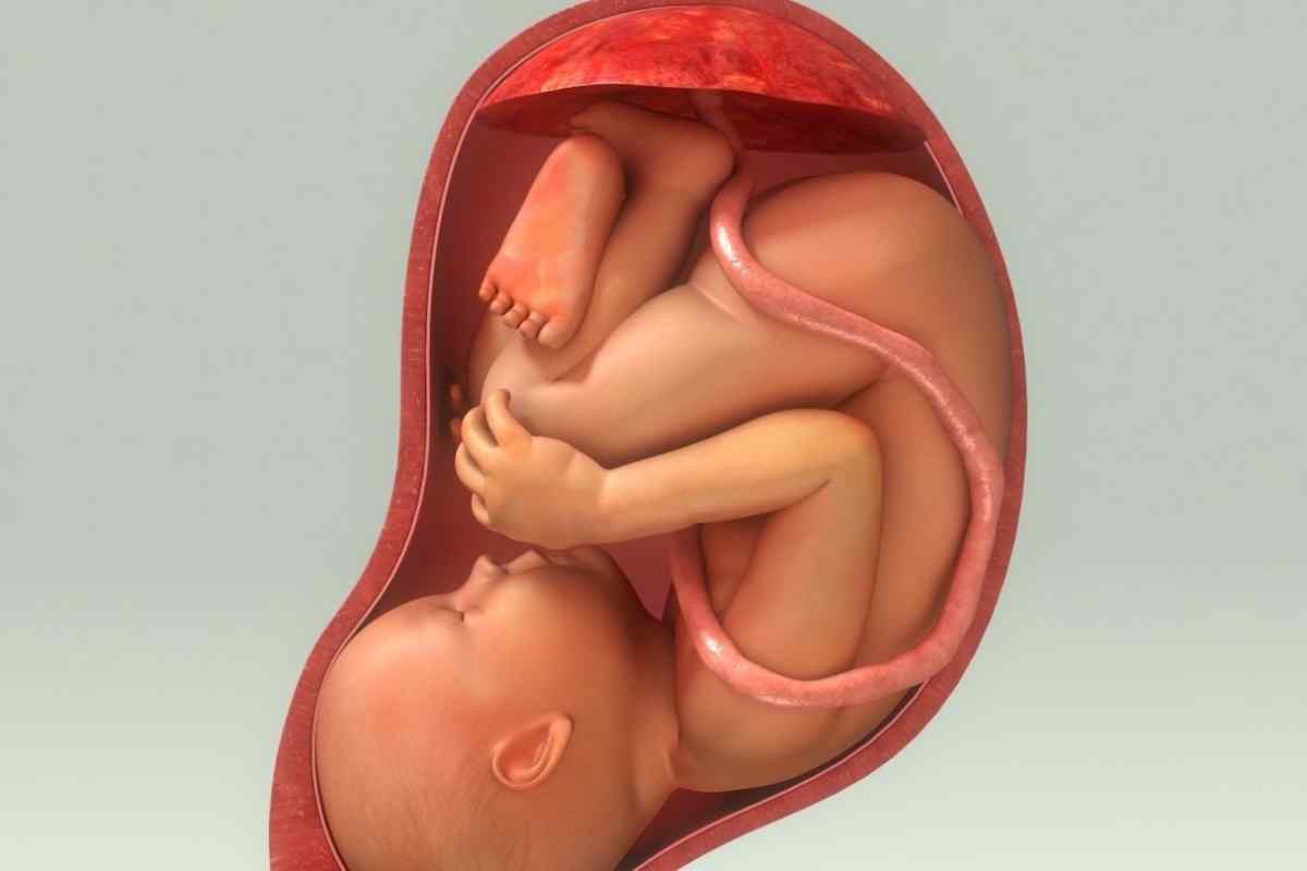 Що таке плацента в організмі вагітної жінки?