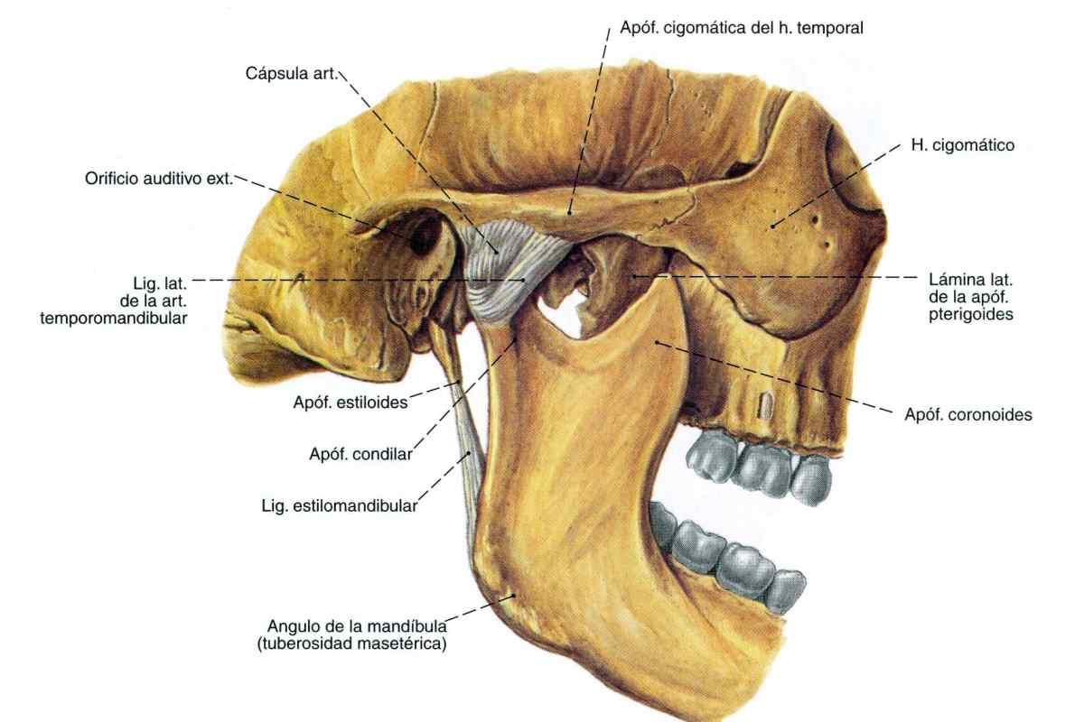 Альвеолярний відросток щелепи: анатомія. Будова верхньої щелепи